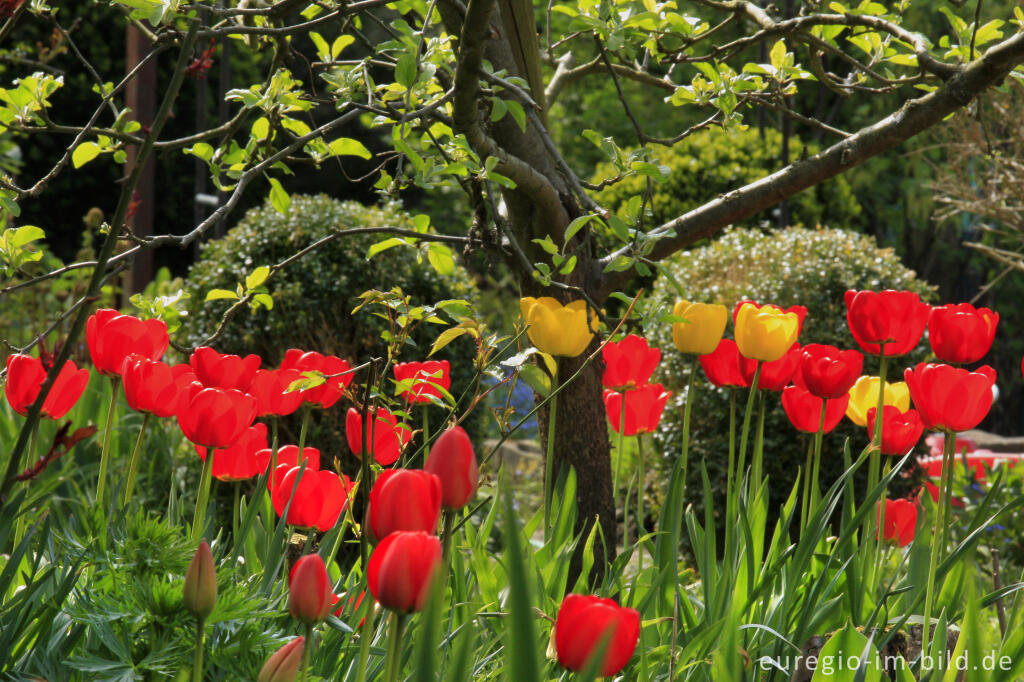 Detailansicht von Rote und gelbe Tulpen in einem Garten