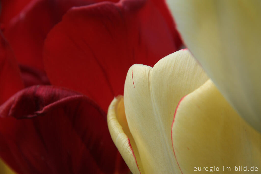 Detailansicht von Rote und gelbe Tulpen