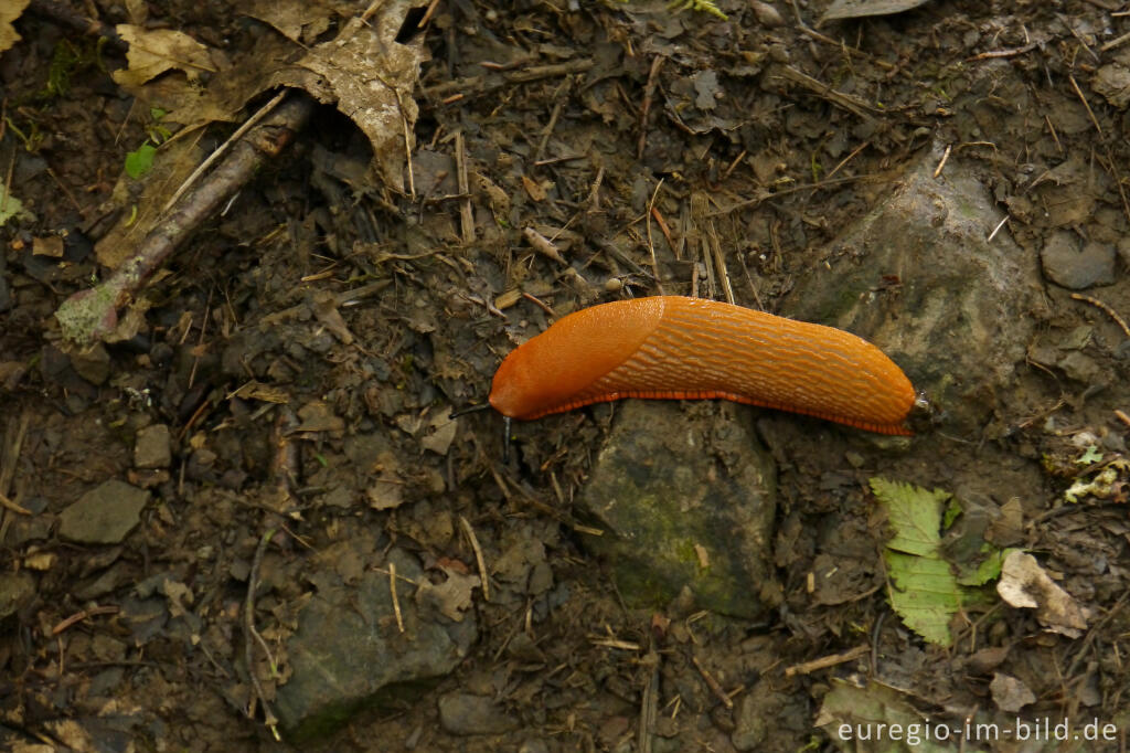 Detailansicht von Rote Wegschnecke, Arion rufus