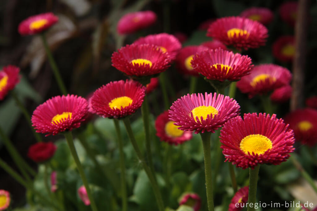 Detailansicht von Rote Zuchtform des Gänseblümchens, Bellis perennis