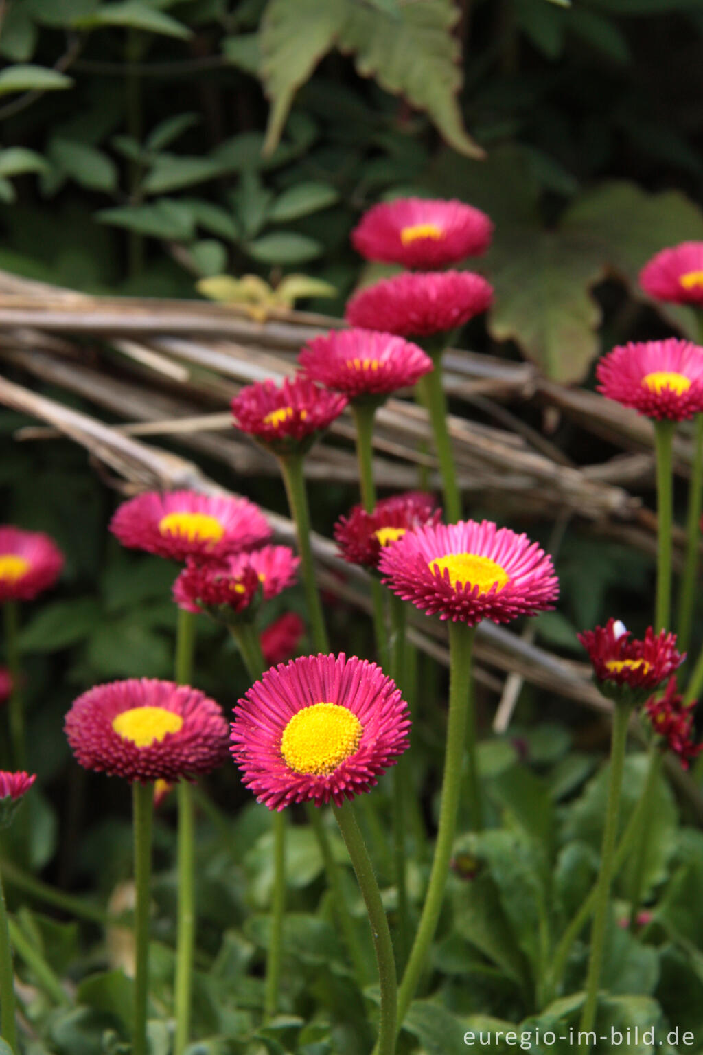 Detailansicht von Rote Zuchtform des Gänseblümchens, Bellis perennis