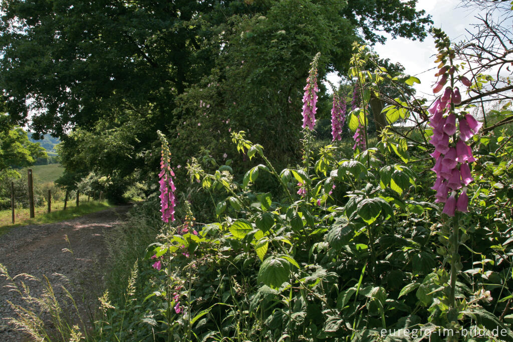 Detailansicht von Roter Fingerhut, Digitalis purpurea, am Weißen Weg (Buschweg), beim Blauen Stein