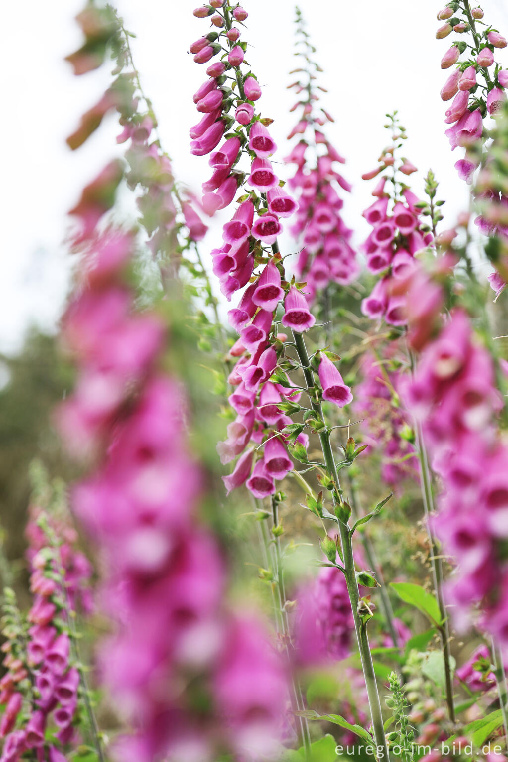 Detailansicht von Roter Fingerhut (Digitalis purpurea) auf einer Waldlichtung im Kermeter, Nationalpark Eifel