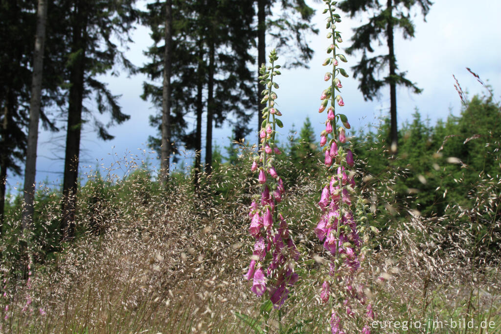 Detailansicht von Roter Fingerhut, Digitalis purpurea, im Hohen Venn bei Xhoffraix