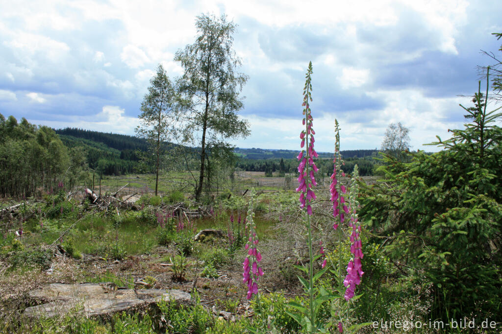 Detailansicht von Roter Fingerhut, Digitalis purpurea, im Hohen Venn bei Xhoffraix