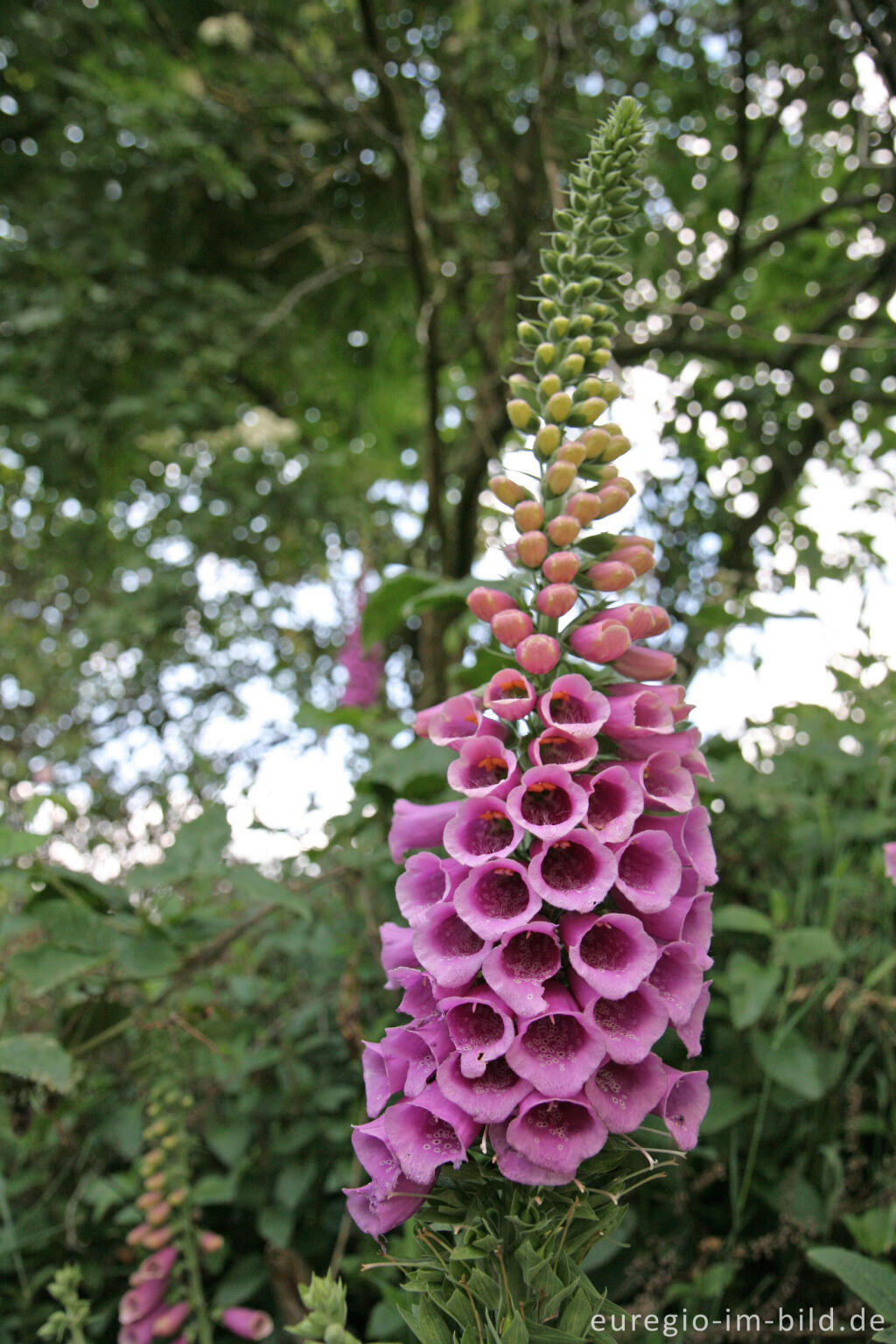 Detailansicht von Roter Fingerhut (Digitalis purpurea)