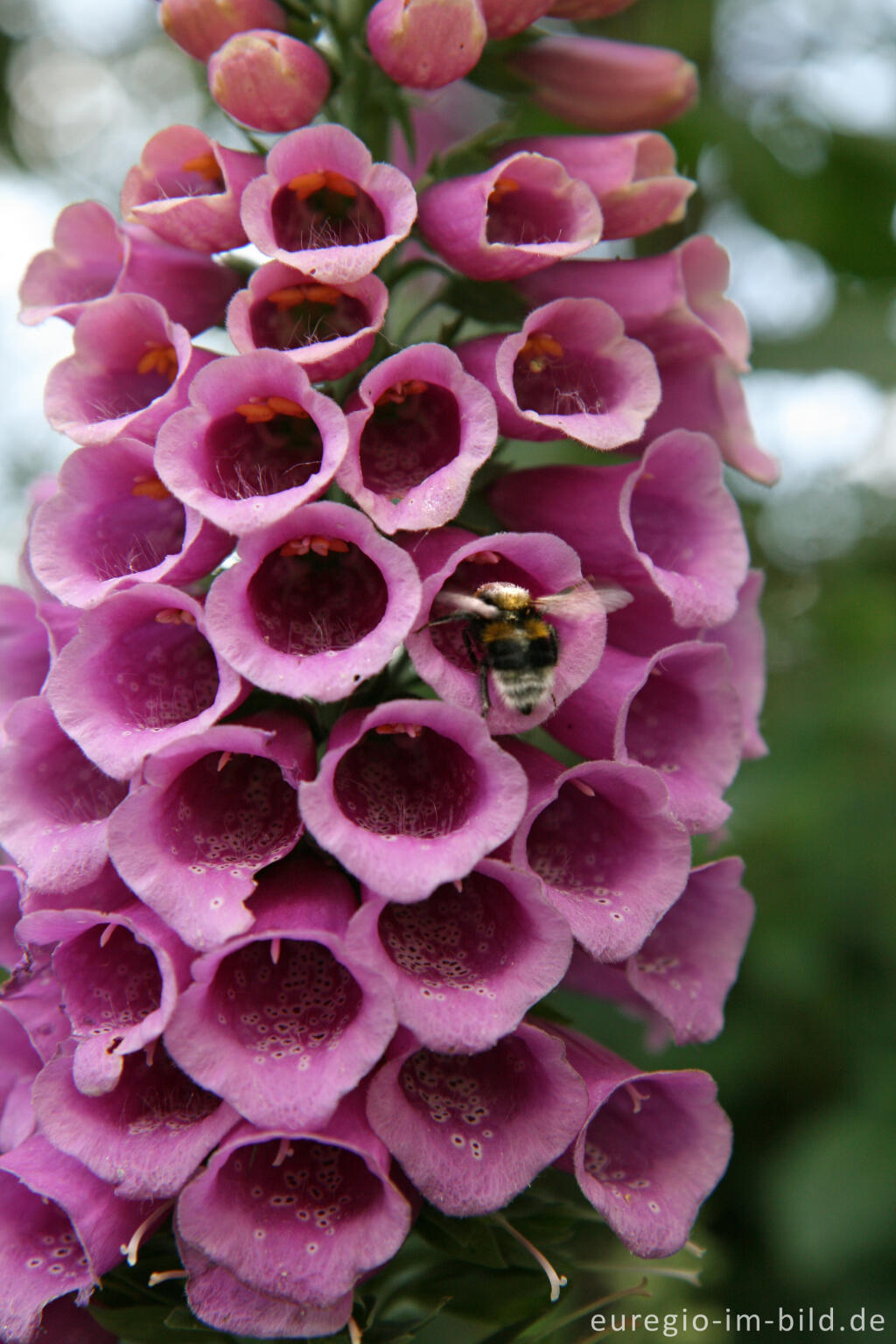 Detailansicht von Roter Fingerhut mit Hummel