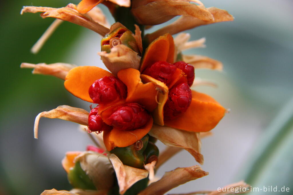 Detailansicht von Roter Fruchtstand des Schmetterlingsingwers,  Hedychium gardnerianum, im Januar