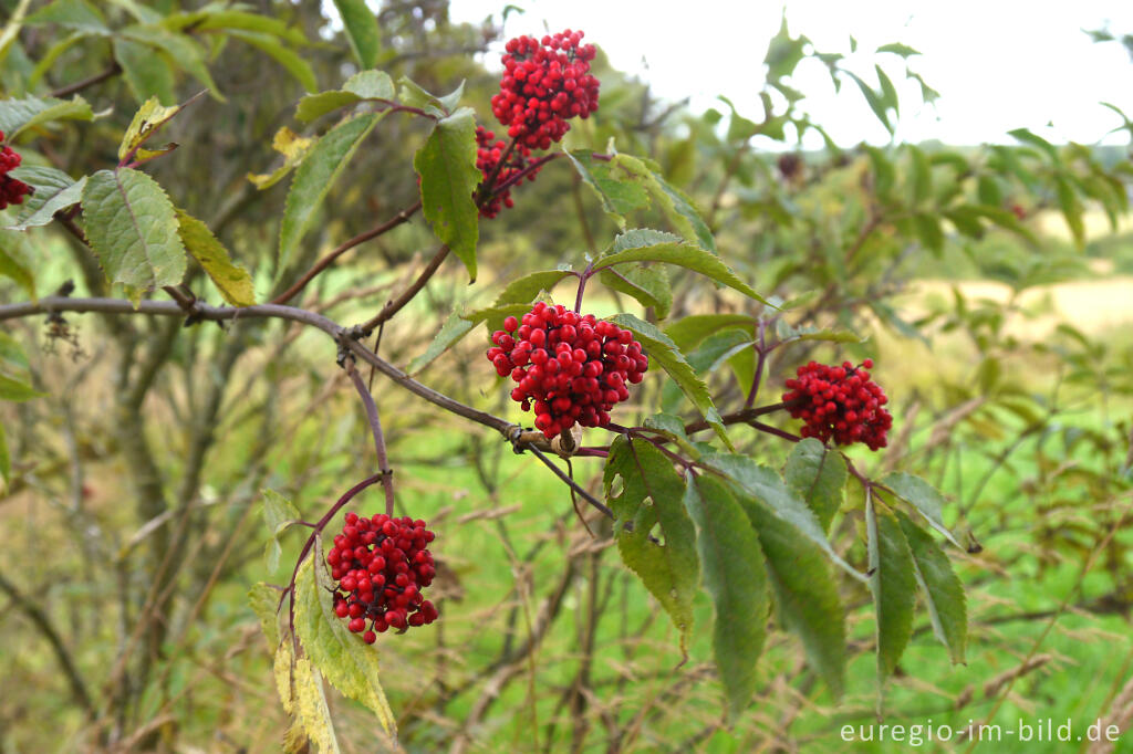 Detailansicht von Roter Holunder (Sambucus racemosa)