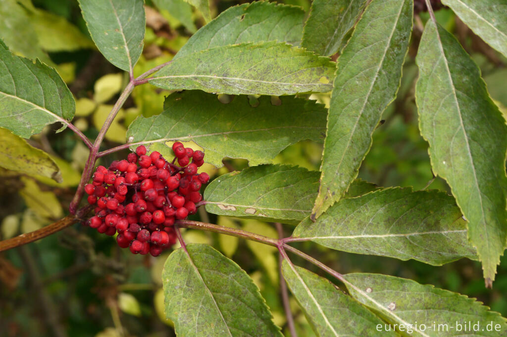 Detailansicht von Roter Holunder (Sambucus racemosa)