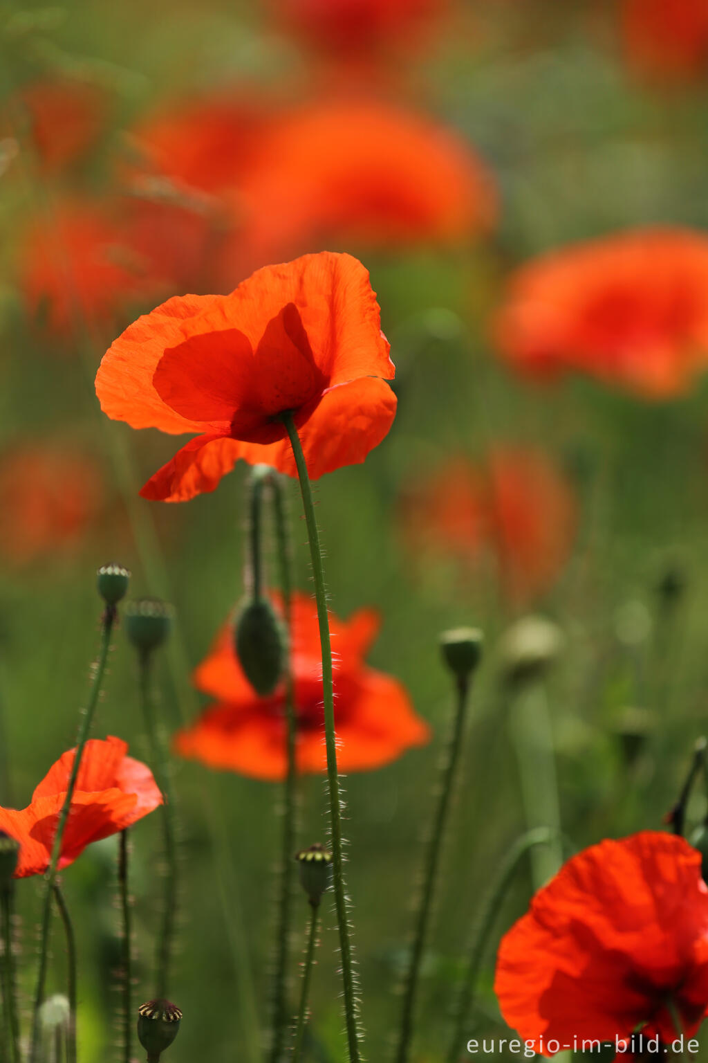 Detailansicht von Roter Klatschmohn, Papaver rhoeas