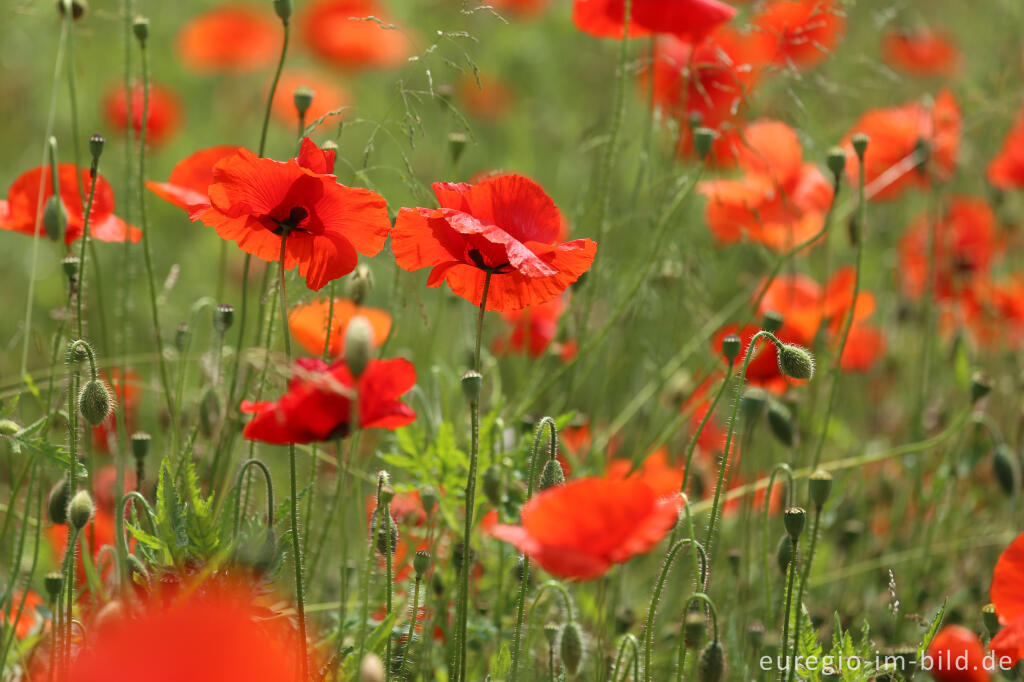 Detailansicht von Roter Klatschmohn, Papaver rhoeas