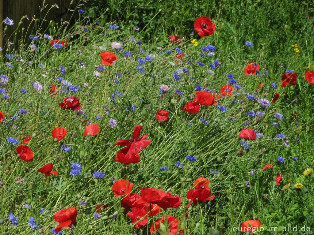 Detailansicht von Roter Mohn und blaue Kornblumen