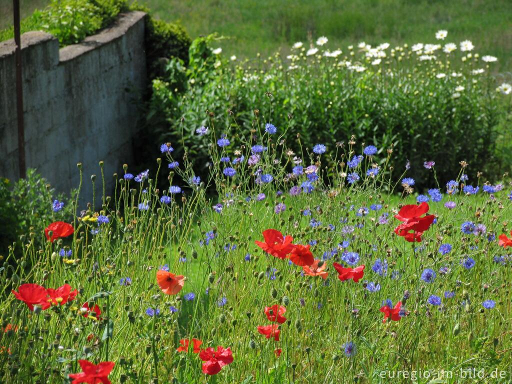 Detailansicht von Roter Mohn und blaue Kornblumen