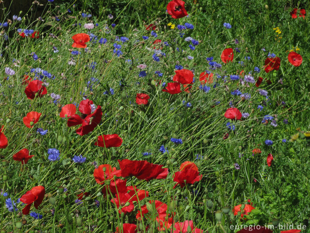 Detailansicht von Roter Mohn und blaue Kornblumen