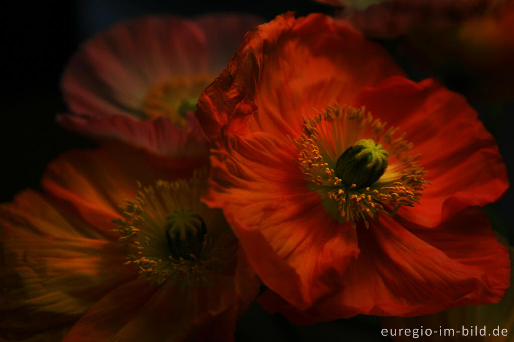 Detailansicht von Roter Mohn