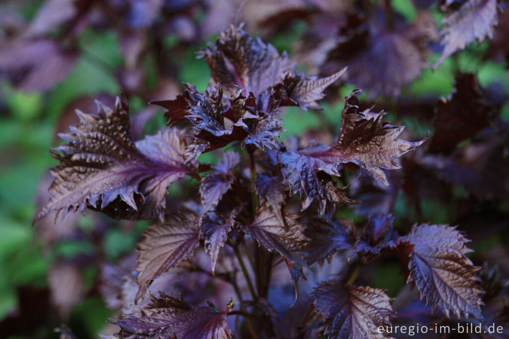 Detailansicht von Rotes krauses Basilikum (Ocimum basilicum)