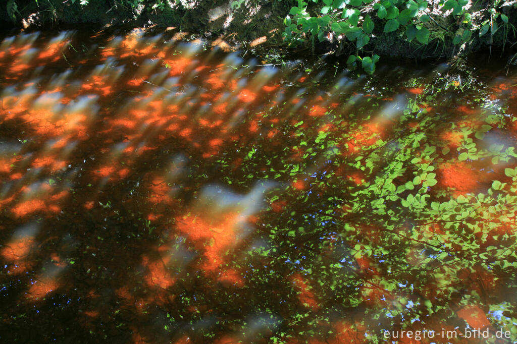 Detailansicht von Rotes  Wasser im Venn, Schleebachgraben bei Roetgen