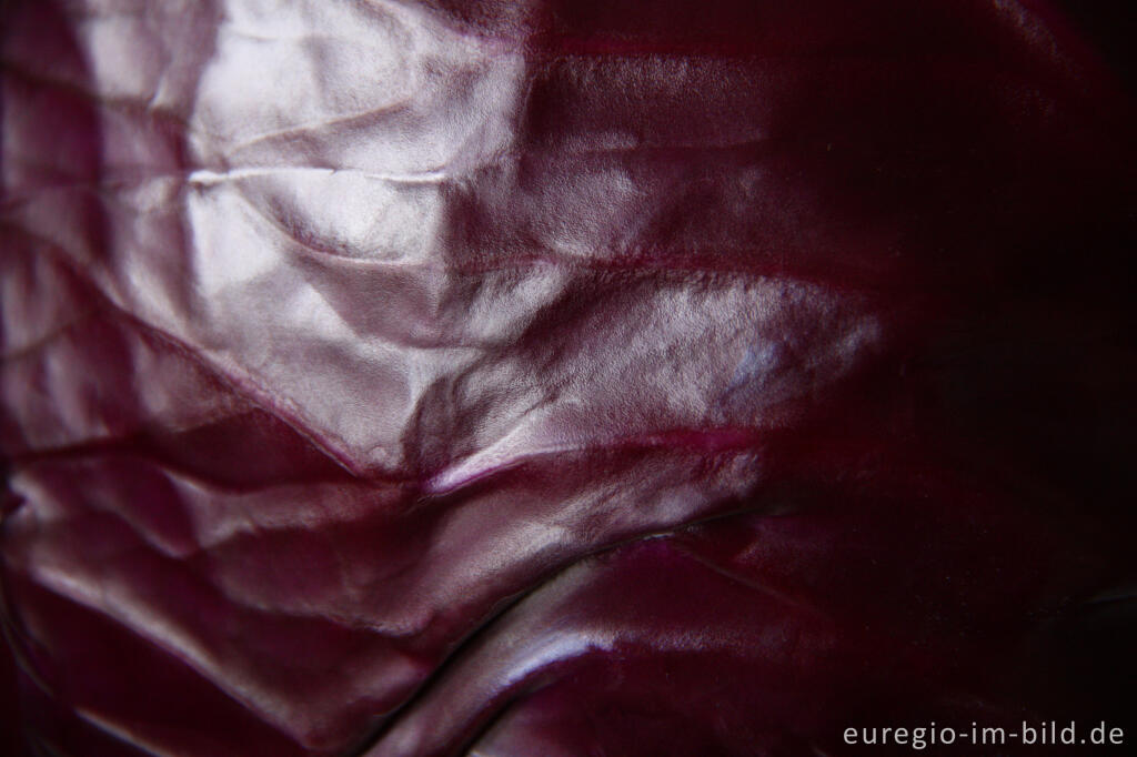 Detailansicht von Rotkohl, Detail