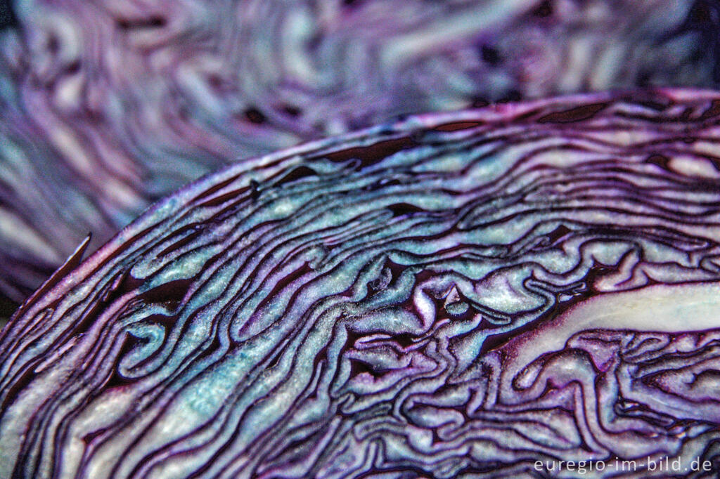 Detailansicht von Rotkohl, Detail