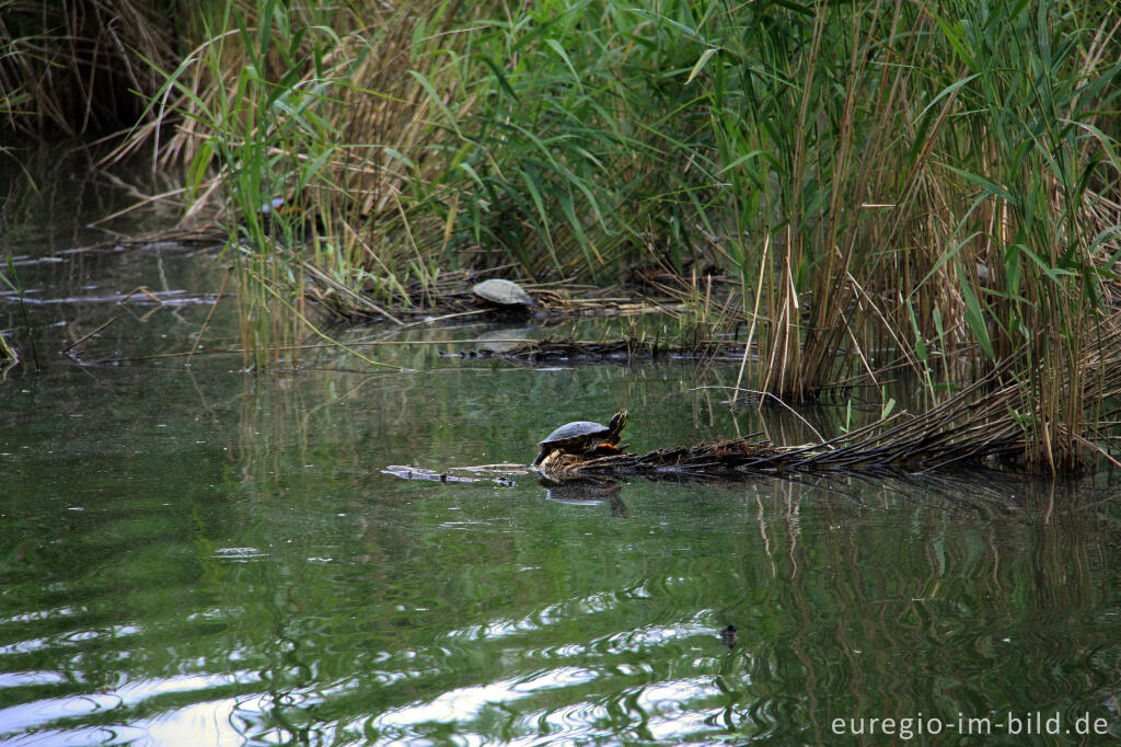 Detailansicht von Rotwangen-Schmuckschildkröten (Trachemys scripta elegans) im Casinoweiher, Kelmis/La Calamine