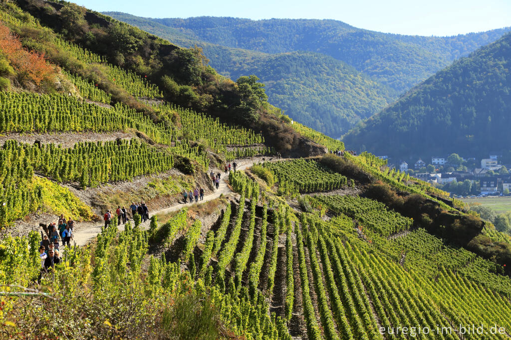 Detailansicht von Rotweinwanderweg im Ahrtal von Dernau nach Mayschoss