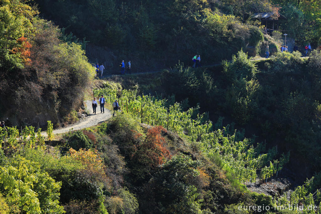 Detailansicht von Rotweinwanderweg im Ahrtal von Dernau nach Mayschoss