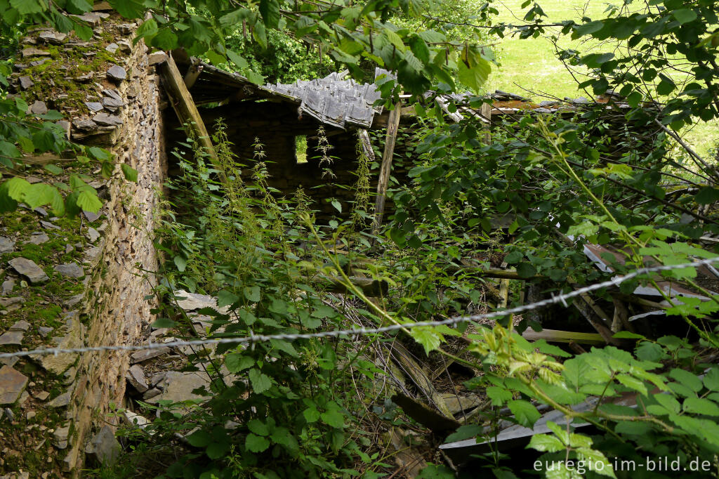 Detailansicht von Ruine der Lorenzmühle, mittleres Ourtal zwischen Dasburg und Tintesmühle