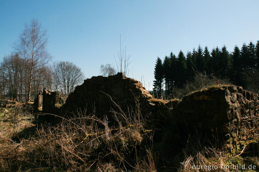 Detailansicht von Ruine des Reinartzhofs im Osthertogenwald