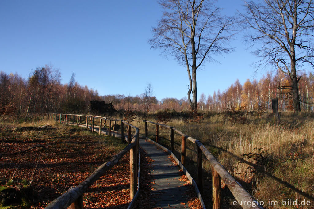 Detailansicht von Rundweg im Todtenbruch bei Hürtgenwald