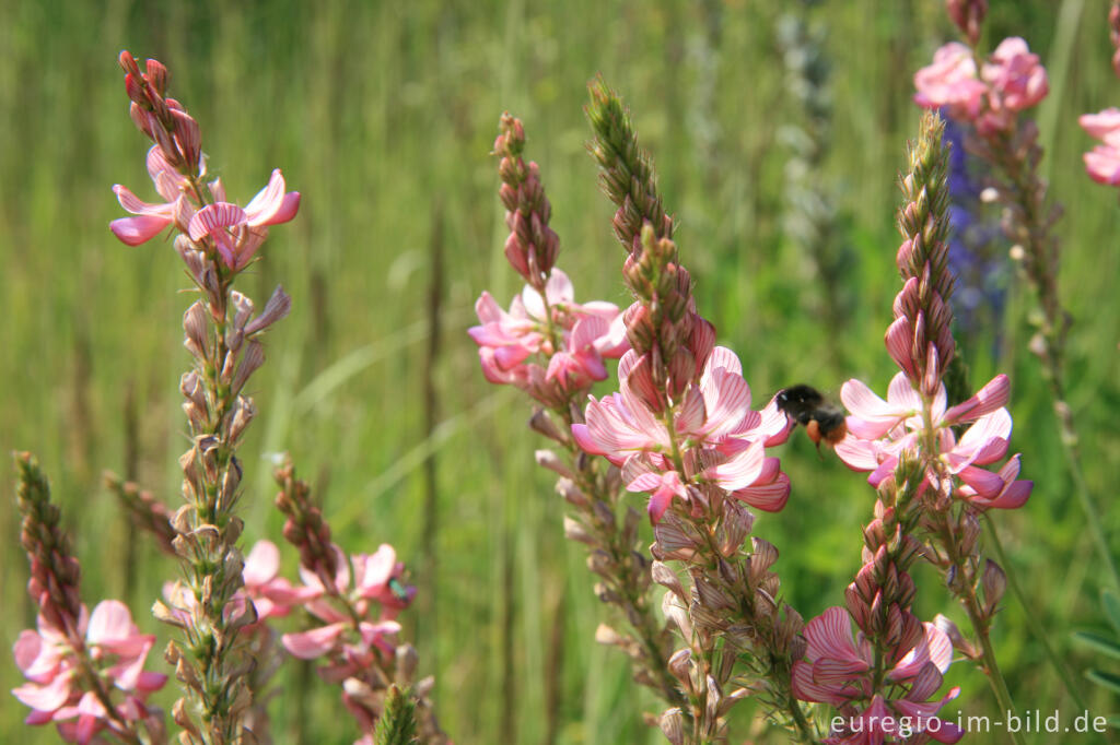 Detailansicht von Saat-Esparsette, Onobrychis viciifolia