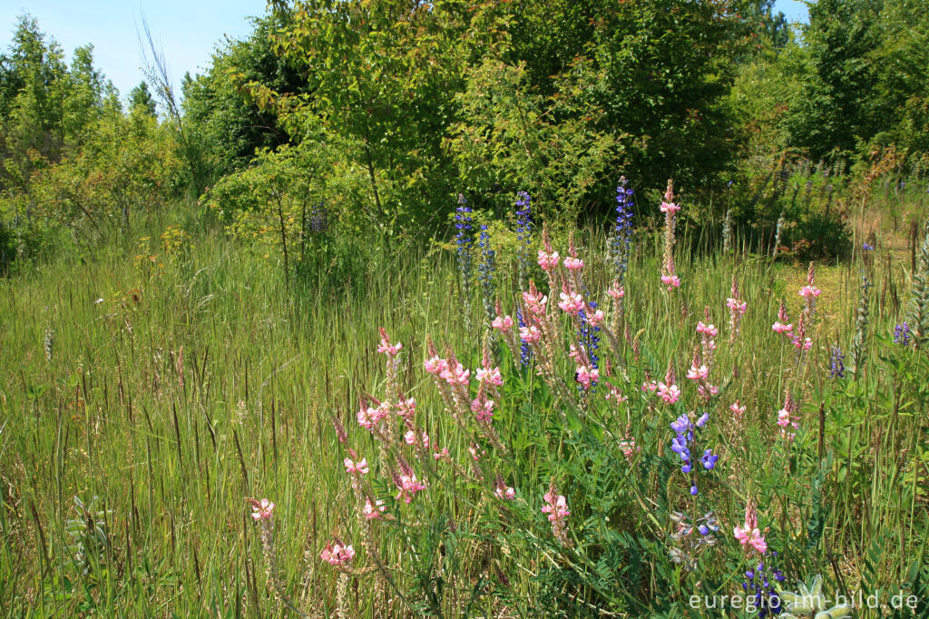 Detailansicht von Saat-Esparsette, Onobrychis viciifolia