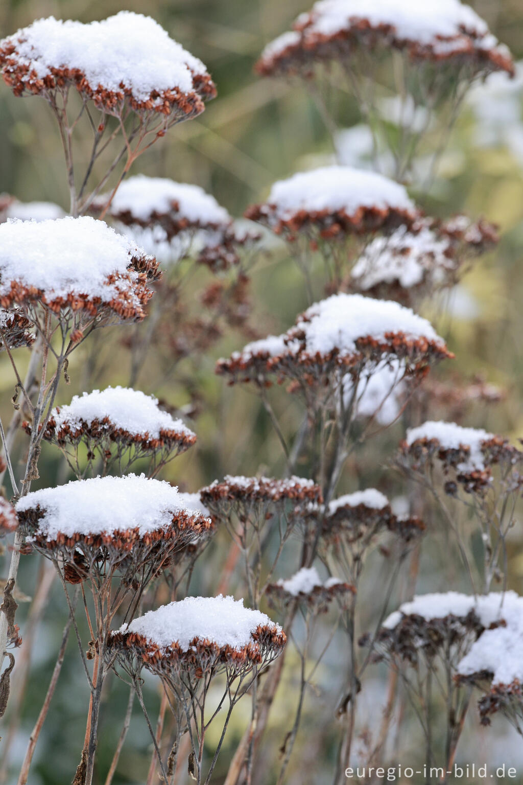 Detailansicht von Samenstände der Fetten Henne im Winter mit Schnee