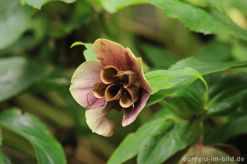 Detailansicht von Samenstand der Purpur-Nieswurz, Heleborus purpurascens, im Mai