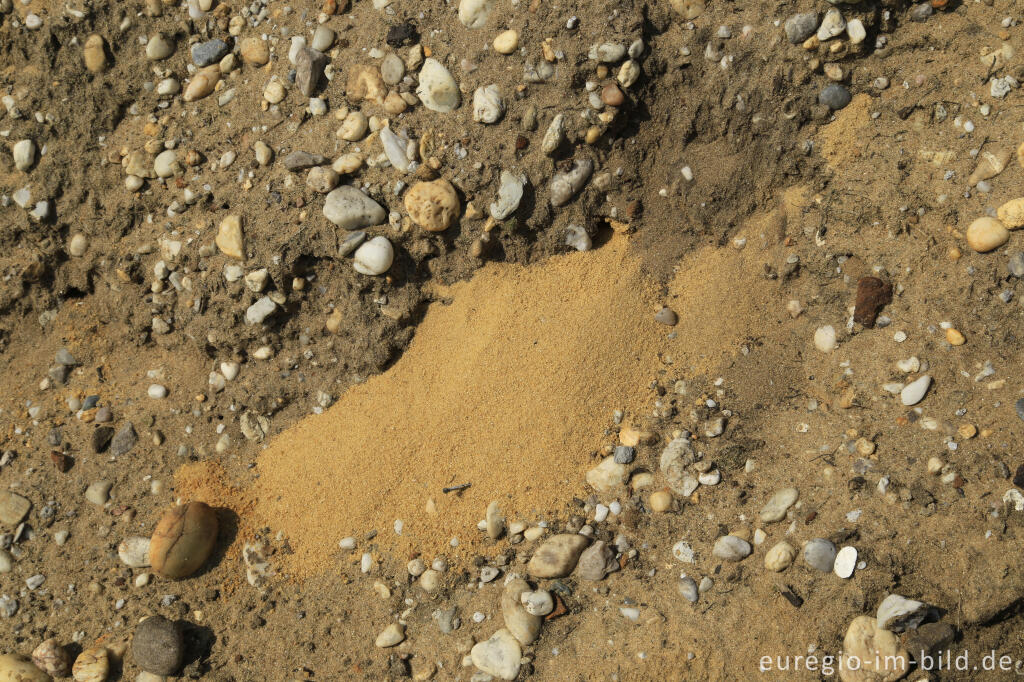 Detailansicht von Sandauswurf vor einem Nistplatz einer Sandbiene