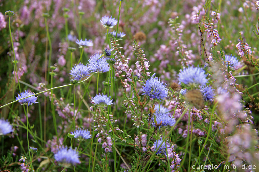 Detailansicht von Sandglöckchen, Jasione montana und Heidekraut, Calluna vulgaris