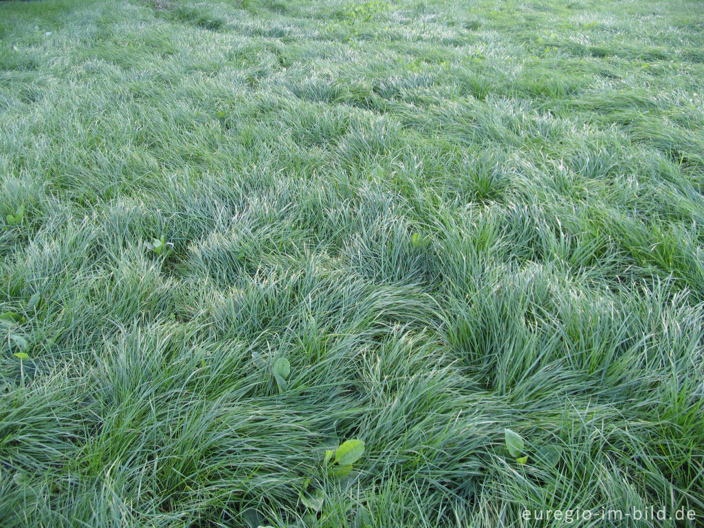 Detailansicht von sattgrüne Wiese