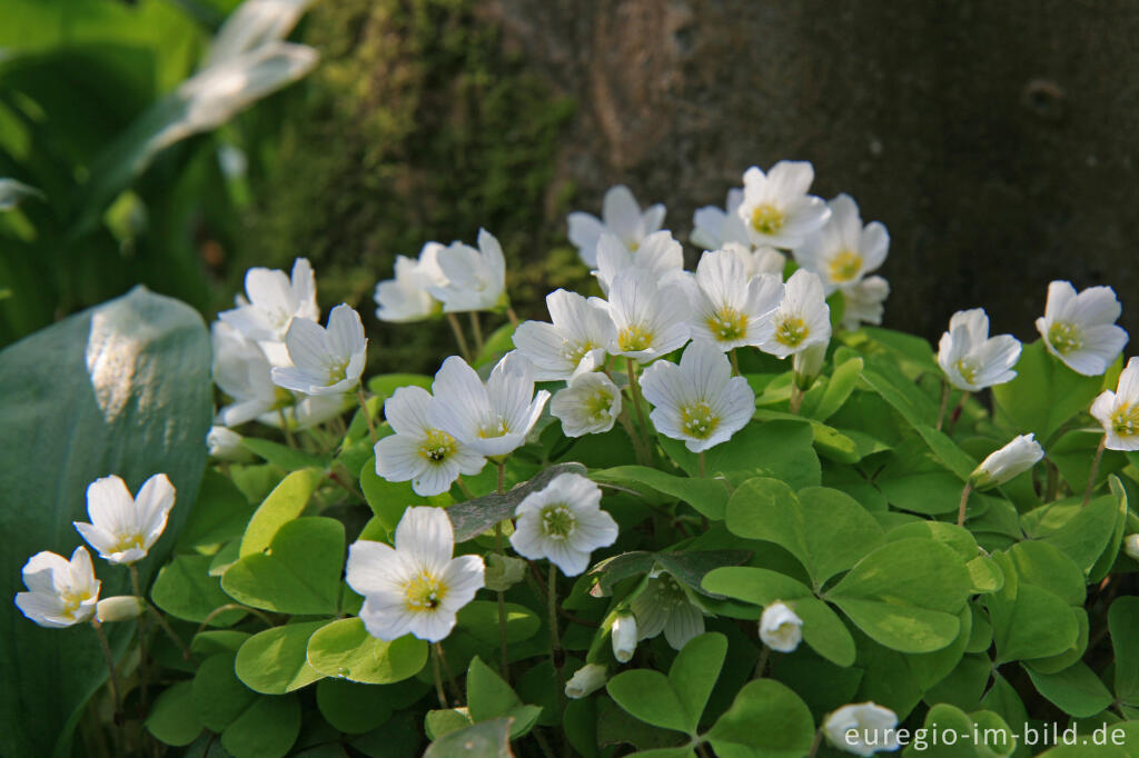 Detailansicht von Sauerklee, Oxalis acetosella