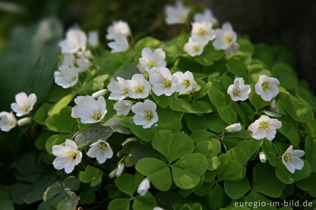 Detailansicht von Sauerklee, Oxalis acetosella