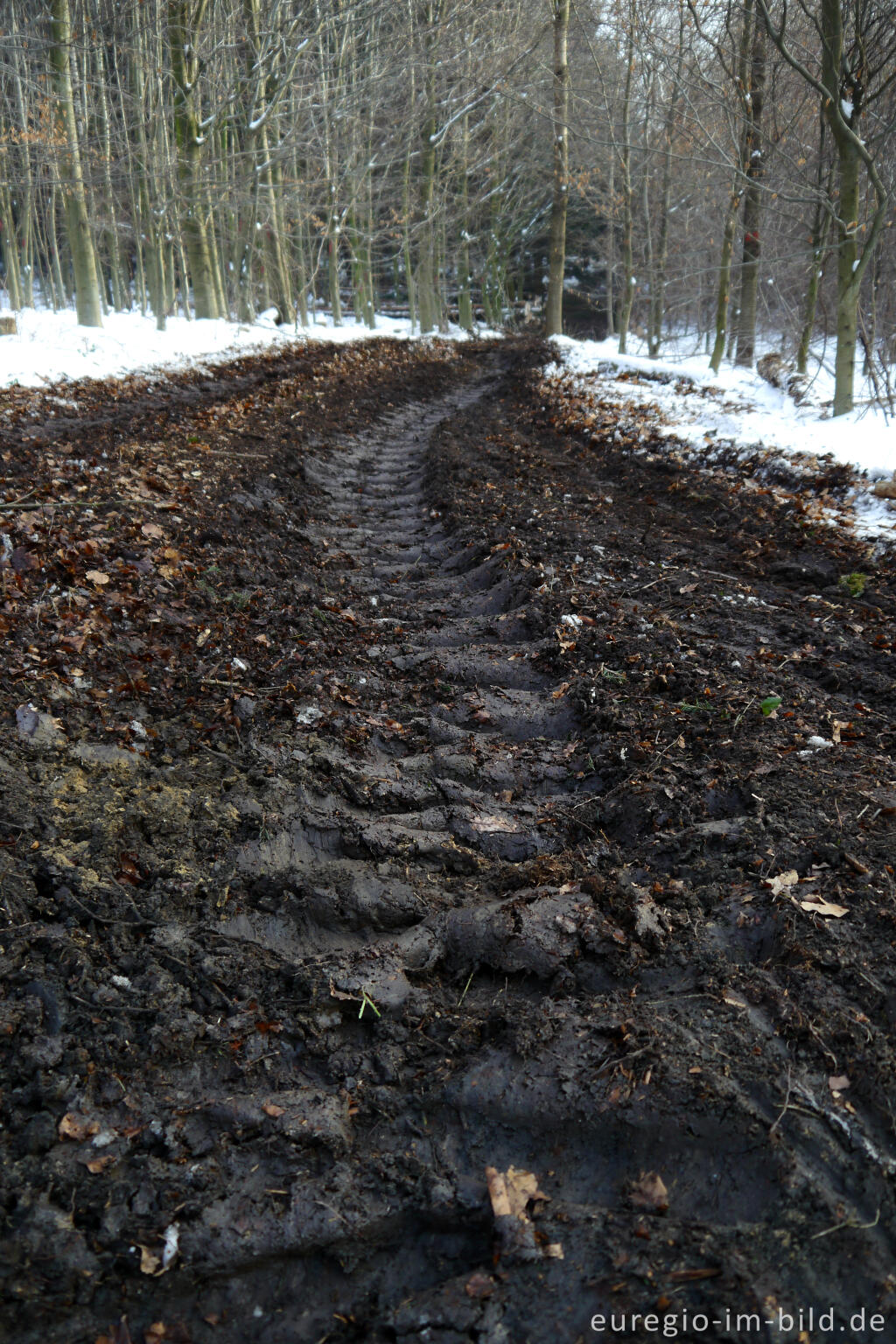 Detailansicht von Schäden an einem Waldweg durch Forstmaschinen