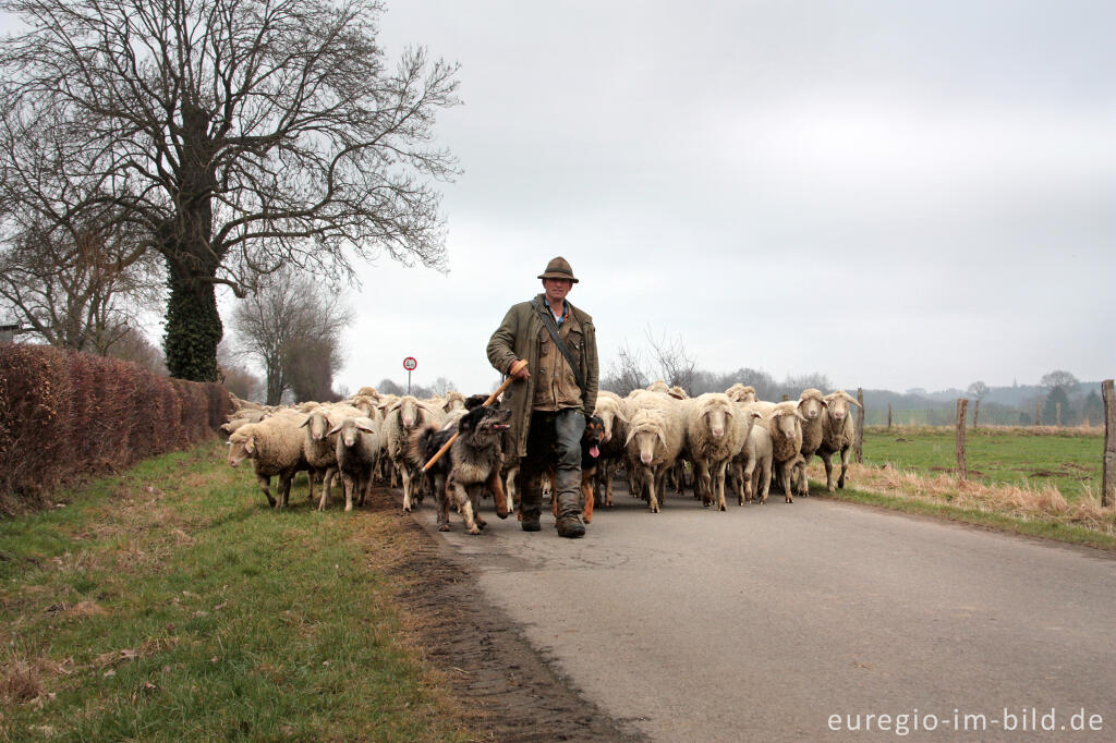 Detailansicht von Schäfer mit Schafherde und Hütehunden in der Voreifel