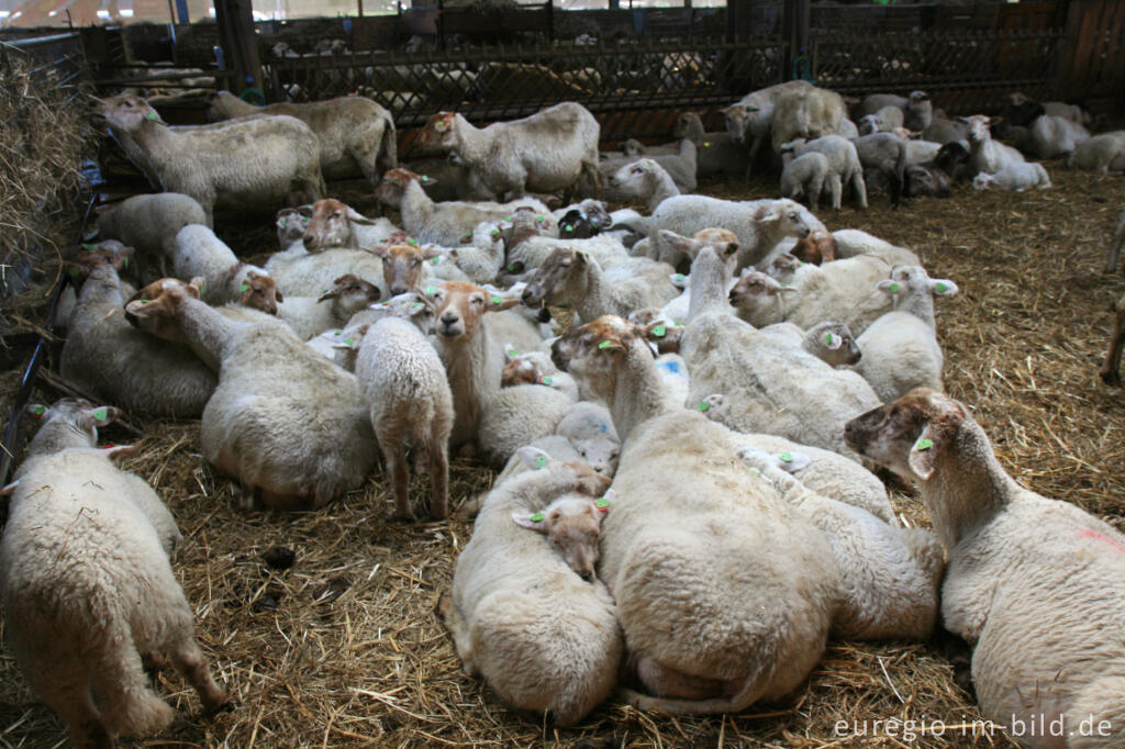 Detailansicht von Schäferei "Schaapskooi Mergelland", Epen, NL