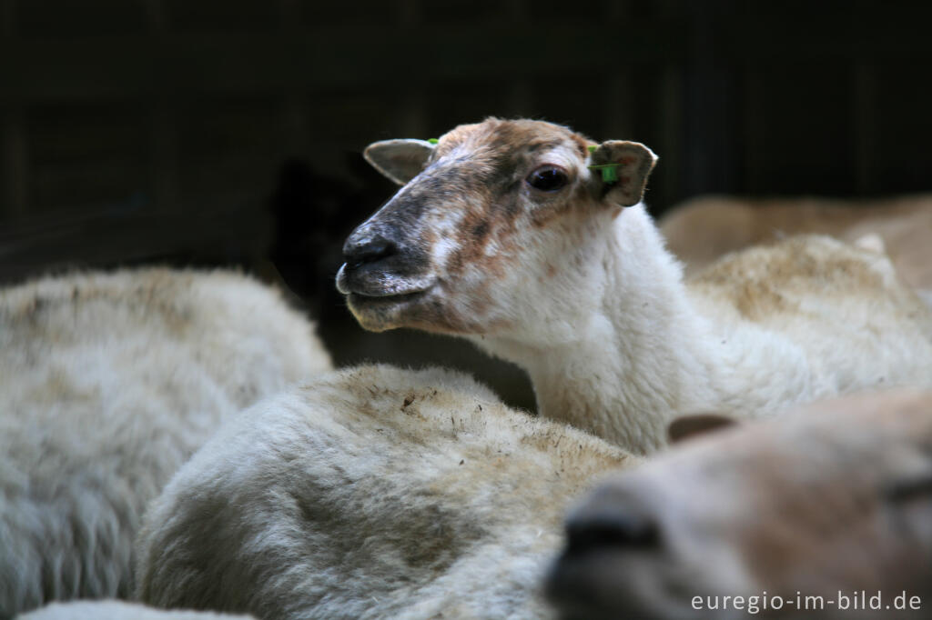 Detailansicht von Schäferei "Schaapskooi Mergelland", Eperheide, NL