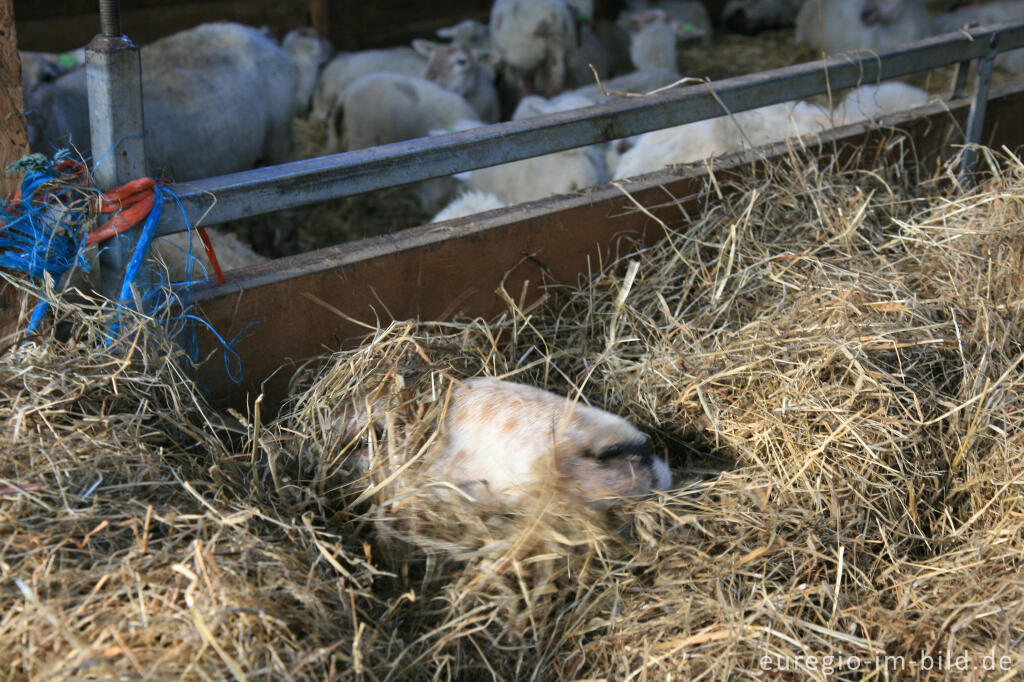 Detailansicht von Schäferei "Schaapskooi Mergelland", Eperheide, NL