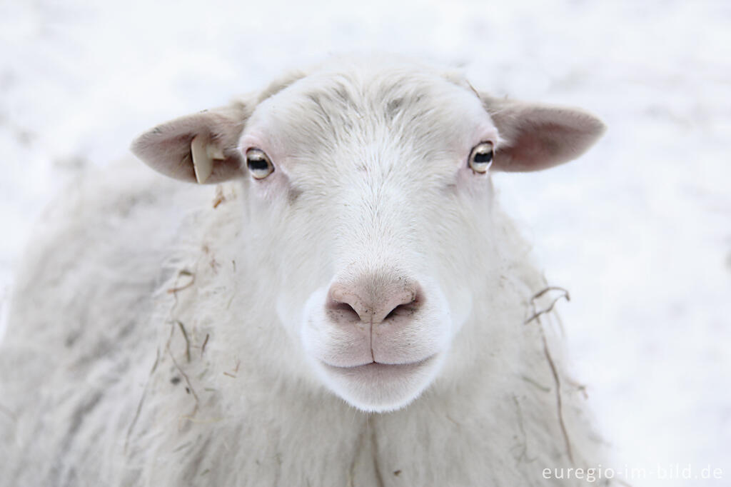 Detailansicht von Schaf im Winter