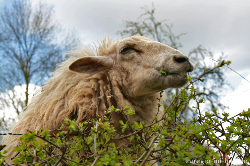 Detailansicht von Schaf, Südlimburg, NL