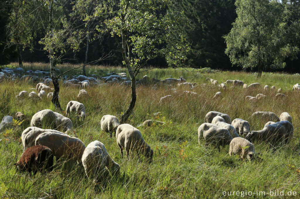 Schafe auf dem Struffelt