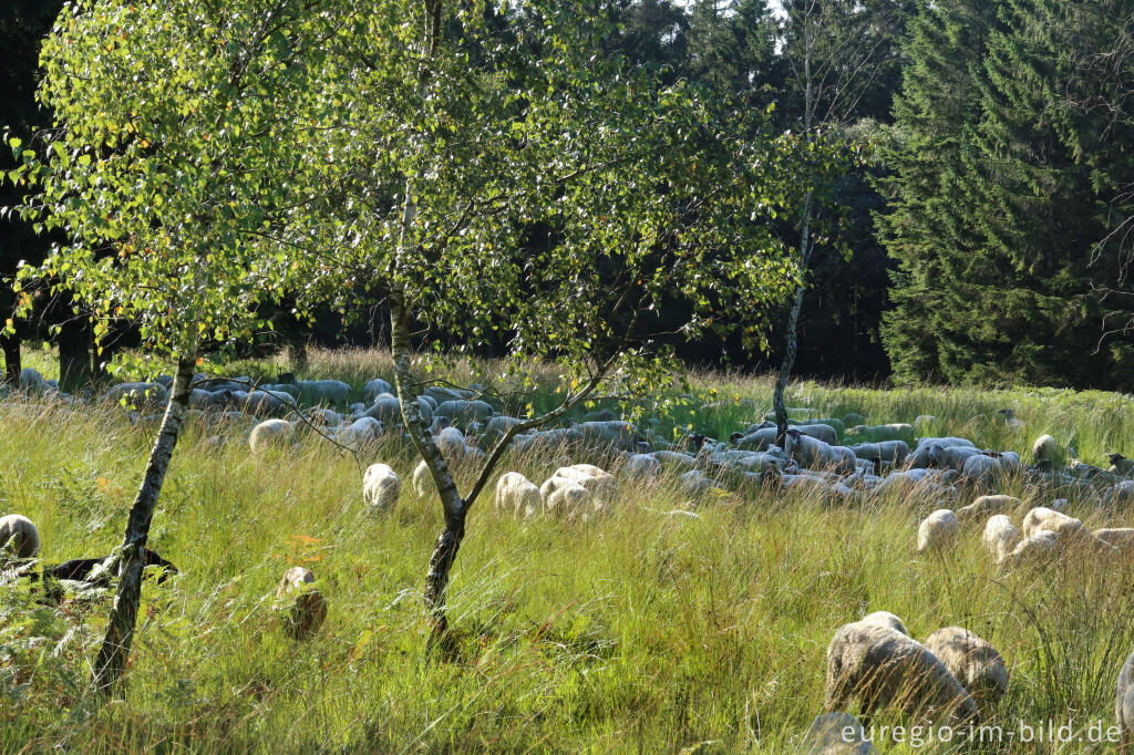 Schafe auf dem Struffelt