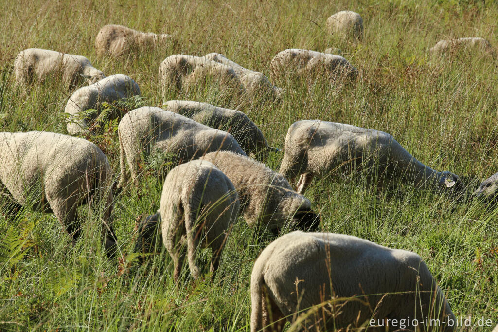 Detailansicht von Schafe auf dem Struffelt