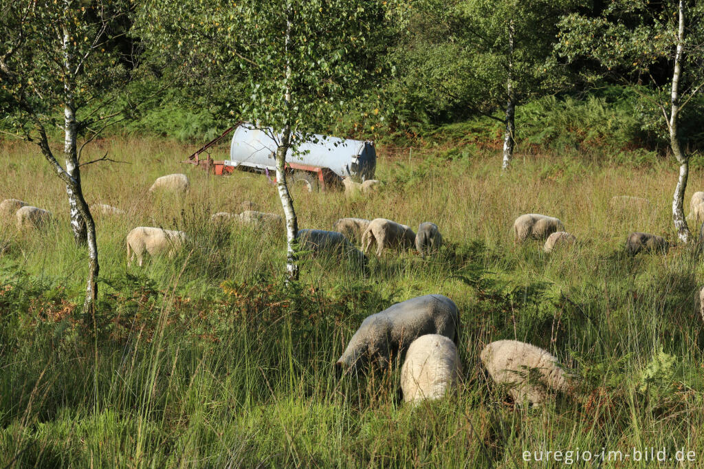 Detailansicht von Schafe auf dem Struffelt